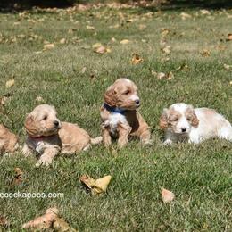 Cockapoo Puppies from Cute Cockapoos