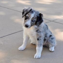 Dahlia - Blue merle female Aussiedoodle puppy in Peyton, Colorado from Colorful Colorado Aussiedoodles
