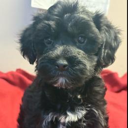 Blaze - Black male Yorkipoo puppy in Florence, Kentucky from 4paws4ever by Design