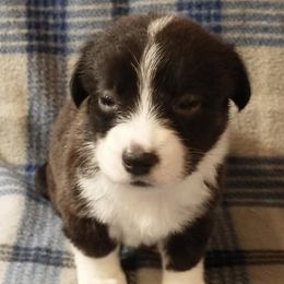 Cardigan Welsh Corgis from Lunaphia Kennels