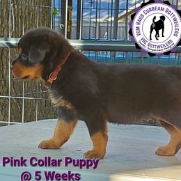 Rottweiler Puppies from Vom Haus Curbeam Rottweiler Kennel, LLC