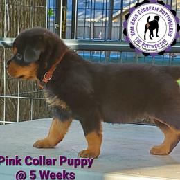 Rottweiler Puppies from Vom Haus Curbeam Rottweiler Kennel, LLC