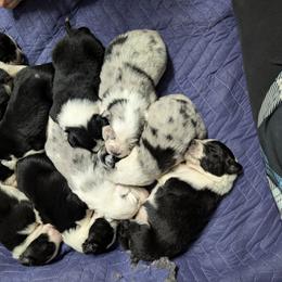 Australian Shepherd and Great Dane Puppies from AEW Farm