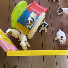 Jack Russell Terrier Puppies from Celtic River
