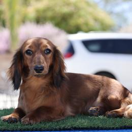 Roxie - Red female Dachshund puppy in Lancaster, California from Avignon