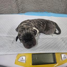 White collar - Gray male Cane Corso puppy in Fritch, Texas from Carrie Brown's Cane Corsos