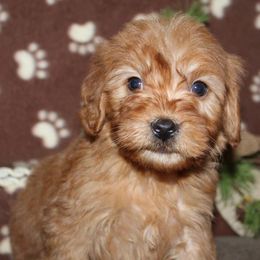 Goldendoodle Puppies from Mustard Seed Ranch Goldendoodles