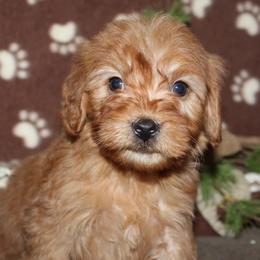 Goldendoodle Puppies from Mustard Seed Ranch Goldendoodles