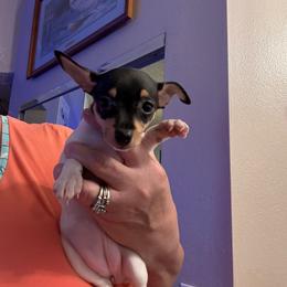 Pup 3 - White black and tan female Toy Fox Terrier puppy in Clermont, Florida from Debbie Hiles's Toy Fox Terriers