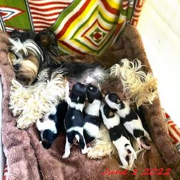 Yorkshire Terrier Puppies from Sweet Creations Yorkies