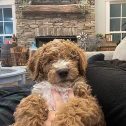 Goldendoodle Puppies from Cherry Lane Farm