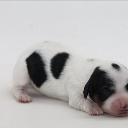 Female 2 - Piebald female Dachshund puppy in Childress, Texas from Taylor Farms