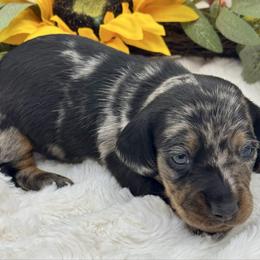 Dawson - Dapple male Dachshund puppy in Exeter, California from Sawtooth Miniature Dachshunds