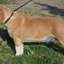 Beagle and Labrador Retriever All Grown Up from Badland Kennel