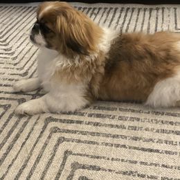 Pekingese Puppies from Della Serra Pekingese