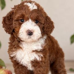 Blossom - Red  female Goldendoodle puppy in Yuciapa, California from AlltheDoodlez_