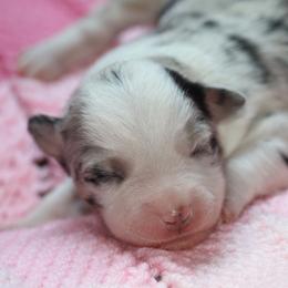 Girl 3 - Blue merle female Miniature American Shepherd puppy in Tiskilwa, Illinois from First Harmony Farms