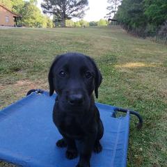 Boy 4 - Labrador Retriever puppy in Honea Path, South Carolina from Cedar Ridge Retrievers