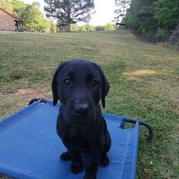 Boy 4 - Labrador Retriever puppy in Honea Path, South Carolina from Cedar Ridge Retrievers