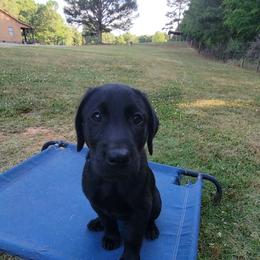 Boy 4 - Labrador Retriever puppy in Honea Path, South Carolina from Cedar Ridge Retrievers
