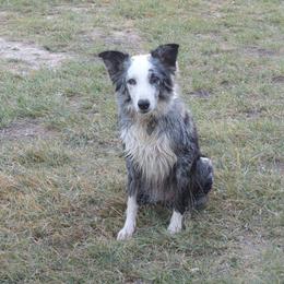 Cali - Border Collie