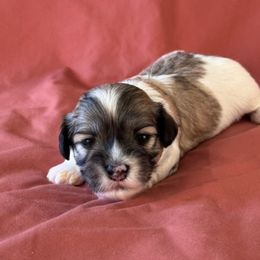Girl 1 - Gold sable Havanese puppy in Anderson, South Carolina from Cralyn's