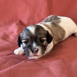 Girl 1 - Gold sable Havanese puppy in Anderson, South Carolina from Cralyn's