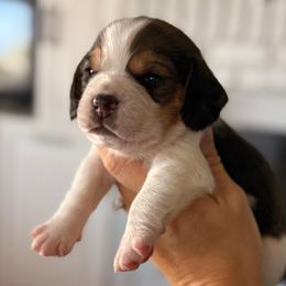 Cash (Light green) - Black tan and white male Beagle puppy in Norco, California from Prairie Tail Beagles