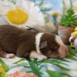 Stormy (Navy Collar) - Red tri-color male Australian Shepherd puppy in Okeechobee, Florida from Rothsolid Puppies
