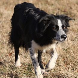 Border Collies from ShooflyFarm