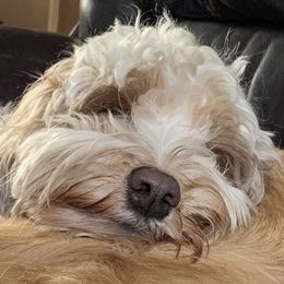 Taylor - Australian Labradoodle
