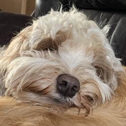 Taylor - Australian Labradoodle
