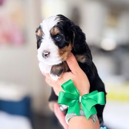 Grover - Tri-color male Bernedoodle puppy in Ontario, California from Teddy Doodles & Standard Poodles