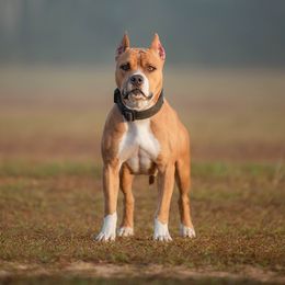 Tawny - American Pit Bull Terrier