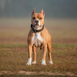 Tawny - American Pit Bull Terrier