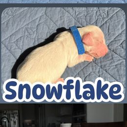 SNOWFLAKE - Cream female Dachshund puppy in Paradise, Texas from C and J Minis