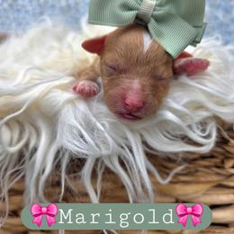Marigold - female Cavapoochon puppy in Bullard, Texas from Cavapoochon Central LLC