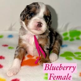 Blueberry - Merle female Australian Labradoodle puppy in Beecher, Illinois from Erica’s Doodles