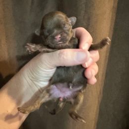 Liver Female Chocolate - Liver female Shih Tzu puppy in Kodak, Tennessee from Cutshall Babies