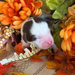 Acorn - Brown and white male Bernedoodle puppy in Gilbert, Arizona from The Berne Barn... it’s a Doodle thing!