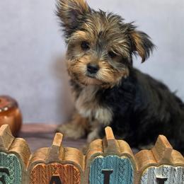 Small traditional boy 1 - Black and tan male Yorkshire Terrier puppy in Thornville, Ohio from My precious yorkies