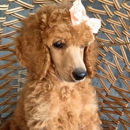 Princess - Red  female Poodle puppy in El Paso, Texas from Paws Of Beauty