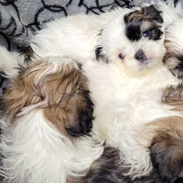 Shih Tzu Puppies from Shih Tzu Playhouse