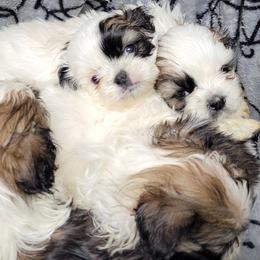 Shih Tzu Puppies from Shih Tzu Playhouse