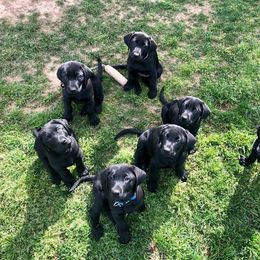 Labrador Retriever Puppies from Broneck Kennels LLC