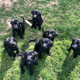 Labrador Retriever Puppies from Broneck Kennels LLC