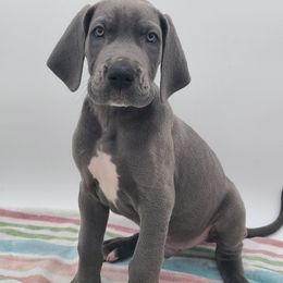 Kash - Blue male Great Dane puppy in Kannapolis, North Carolina from Carolina Great Danes & Toy Poodles