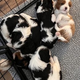 Cavalier King Charles Spaniel Puppies from Southern Valley Cavaliers