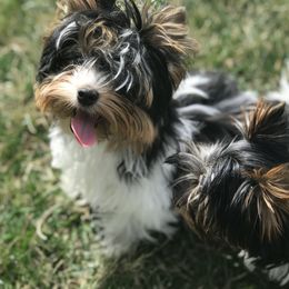 Biewer Terrier Puppies from Strudl Haus Biewer Terriers