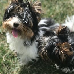 Biewer Terrier Puppies from Strudl Haus Biewer Terriers
